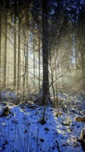 Rays of light fall on a snowy forest floor and create a quiet atmosphere, mystical, romantic,
