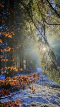 Light-flooded forest with autumn leaves and snow creates a magical atmosphere, mystical, romantic,