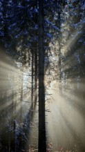 Rays of light penetrate a snowy forest and create an enchanting winter atmosphere, mystical,