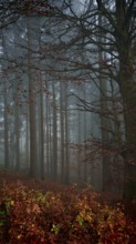 Misty forest with tall trees and brown leaves, a quiet and mysterious landscape, mystical,