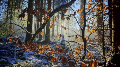 Autumn leaves in front of snowy forest, illuminated by warm sunlight, mystical, romantic,
