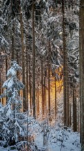 Snowy forest with trees, illuminated by golden sunlight, conveys a wintery atmosphere