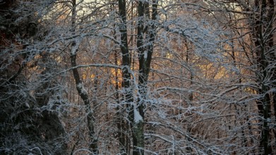 Snow-covered trees with frost-covered branches, illuminated by sunlight, in winter forest