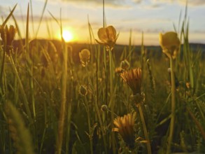 Yellow flowers in front of a bright sunset in the field