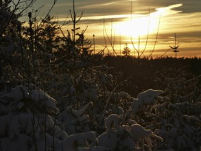 Snowy forest at sunset, golden light above the horizon