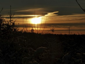 Sunset over a wooded area with golden sky