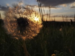 Close-up of a dandelion in sunset light in a meadow