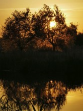 Waterfront trees at sunset with golden reflection in the lake