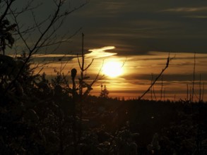 Sunset over a forest with golden clouds and branches in the foreground