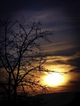 Tree branches as a silhouette in front of a vivid orange-blue sunset