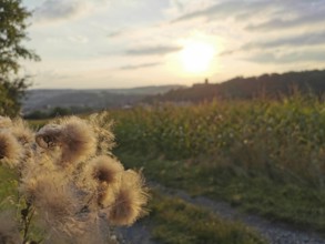 Fluffy plants in the foreground, sunset, fields in the distance