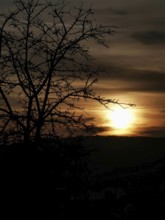 A tree silhouette at sunset with bright orange sky
