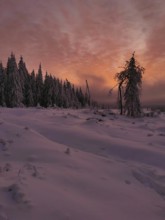A snowy forest at sunset with dramatically glowing sky, Rennsteig, Thuringian Forest