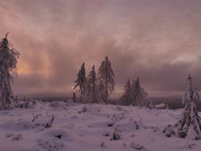 Open, snowy landscape at sunset, pink sky, Rennsteig, Thuringian Forest