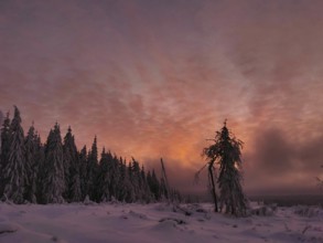Snowy forest at dramatic sunset with colorful sky, Rennsteig, Thuringian Forest