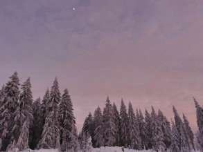 Snowy forest with pink sky at dusk, Rennsteig, Thuringian Forest