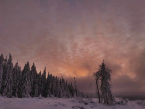 Snowy forest at sunset, the sky glows in warm colors, Rennsteig, Thuringian Forest