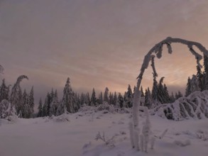 Snowy landscape with trees at sunset, the sky glows pink, Rennsteig, Thuringian Forest