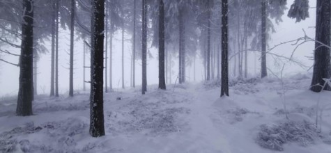 View of a snowy forest in fog, mystical, romantic, Rennsteig, Thuringian Forest