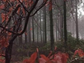 Red-colored autumn leaves and foggy forest create a mysterious atmosphere, Franconian Forest nature