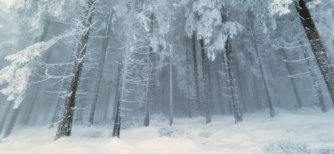 Snowy coniferous forest with foggy, bluish tones and a cold atmosphere, Rennsteig, Thuringian