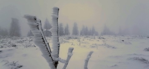 Snowy frosty plants in a barren winter landscape with fog, Rennsteig, Thuringian Forest