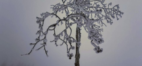 Lonely, snowy tree with frosty branches against a wintry sky, Rennsteig, Thuringian Forest