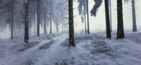 Snowy forest with clear tree contours and a quiet atmosphere, mystical, romantic, Rennsteig,