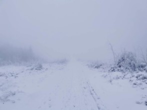 Foggy snowy trail, vast white landscape with barren vegetation, Rennsteig, Thuringian Forest