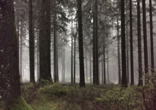 Dense forest in fog, green vegetation conveys a mysterious atmosphere, Rennsteig, Thuringian Forest