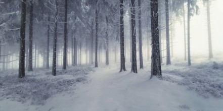 Snowy forest in winter with foggy, quiet atmosphere, mystical, romantic, Rennsteig, Thuringian