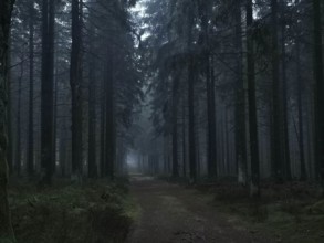 Dark forest trail in fog, surrounded by tall trees, Frankenwald nature park Park, Upper Franconia