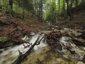 Clear stream flows through a green forest, surrounded by trees, peaceful atmosphere, mystical,