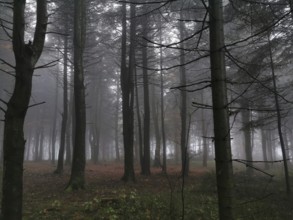 Cloudy, mystical forest with autumnal colors and quiet atmosphere, mystical, romantic, Franconian