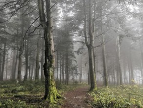 Mystical forest trail surrounded by tall trees and thick fog in a quiet atmosphere, mystical,