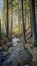 Clear stream flows through a sunlit forest surrounded by autumn leaves