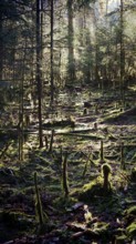 Light-flooded forest with moss, creates a quiet and untouched atmosphere