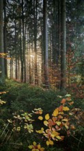 Autumn forest flooded with warm sunlight, mystical, romantic, Franconian Forest nature park Park