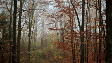 Mystical forest full of autumn trees in fog, mystical, romantic, Franconian Forest nature park Park