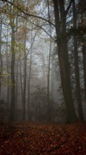 Dark-looking autumn forest, mystical, in thick fog, romantic, Franconian Forest nature park Park