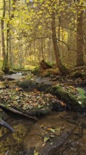 A small stream in autumn forest, covered with fallen leaves, cozy atmosphere, Franconian Forest