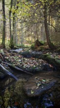 Small stream flows through quiet, mossy forest, Franconian Forest