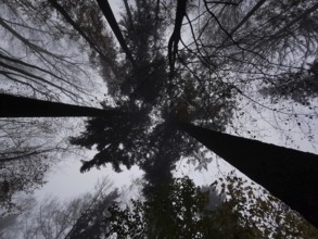 Gloomy treetops, towering into the sky, in foggy weather in a quiet forest, Franconian Forest