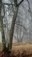 Clouds of fog surround old trees in a mystical forest at dawn, mystical, romantic, Rennsteig,