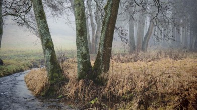 A gentle river flows along moss-covered trees through a foggy forest, mystical, romantic,