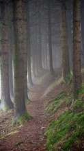 A quiet, moss-covered path snakes through a foggy forest, mystical, romantic, Rennsteig,
