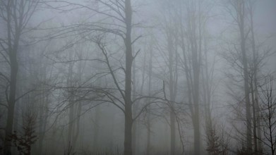 Foggy and bare forest with tall trees that create a gloomy atmosphere, mystical, romantic,