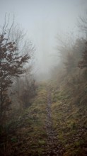 A narrow, grassy path leads through a foggy and quiet forest, mystical, romantic, Rennsteig,