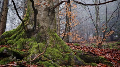 Large tree in autumn forest, covered with moss and surrounded by colorful leaves, mystical,