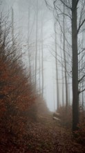 A path covered in fog leads through a bare forest, surrounded by autumn leaves, mystical, romantic,
